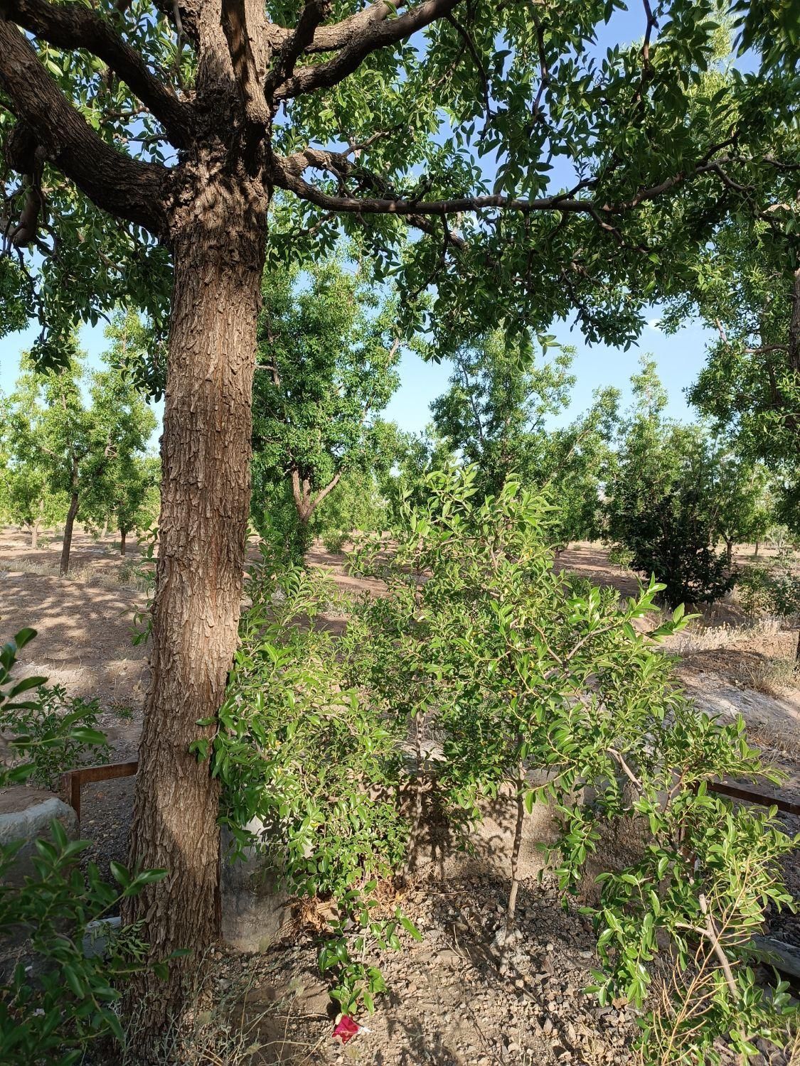 تصویر 8