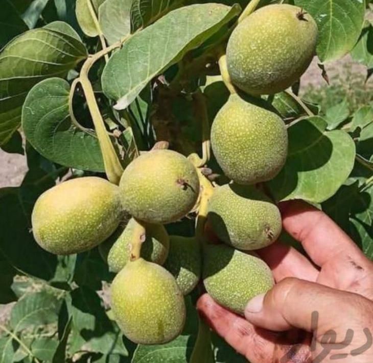 مشاوره و فروش نهال های مثمر و غیر مثمر|خدمات باغبانی و درختکاری|تهران, آرژانتین|دیوار