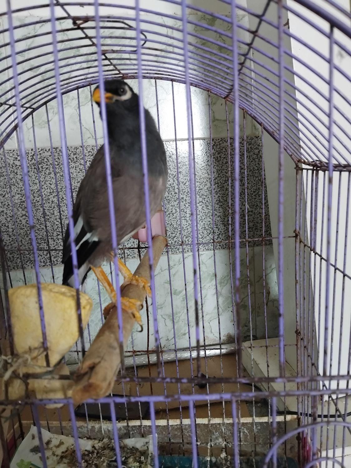 مینا باهوش اهلی و ازاددر خونه|پرنده|بجنورد, |دیوار