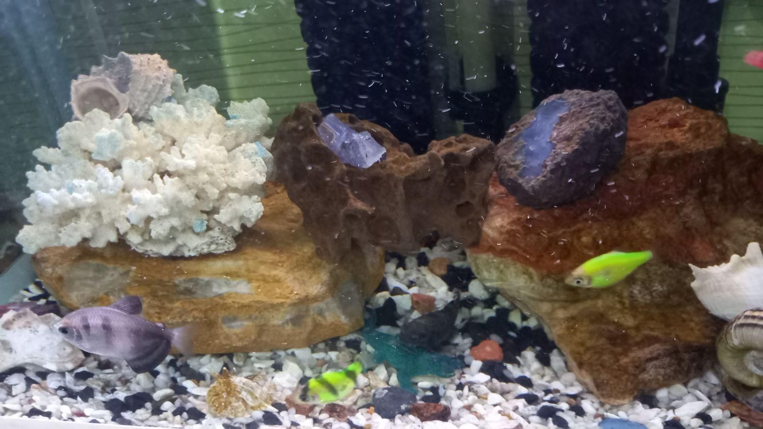 اِکواریوم باتمامیلوازم لوکسوماهی|ماهی|تبریز, |دیوار