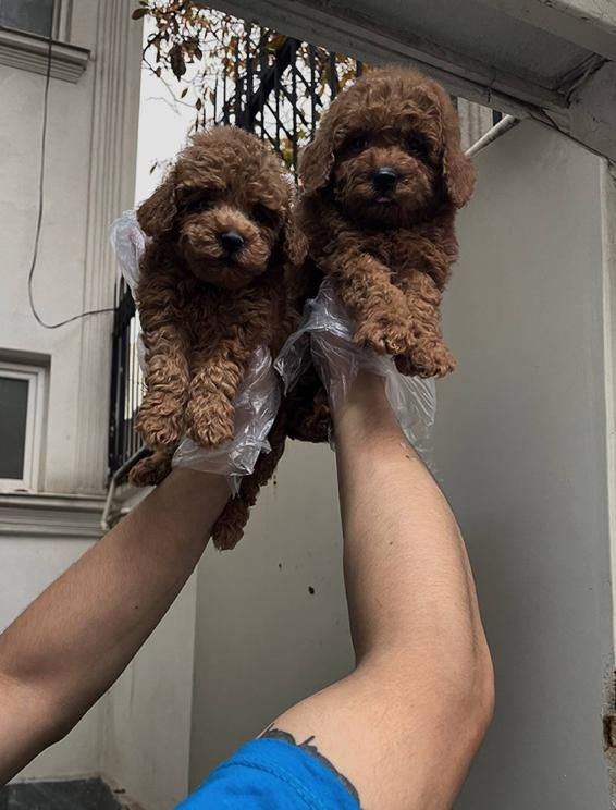 تاینی توی پودل|سگ|تهران, درکه|دیوار