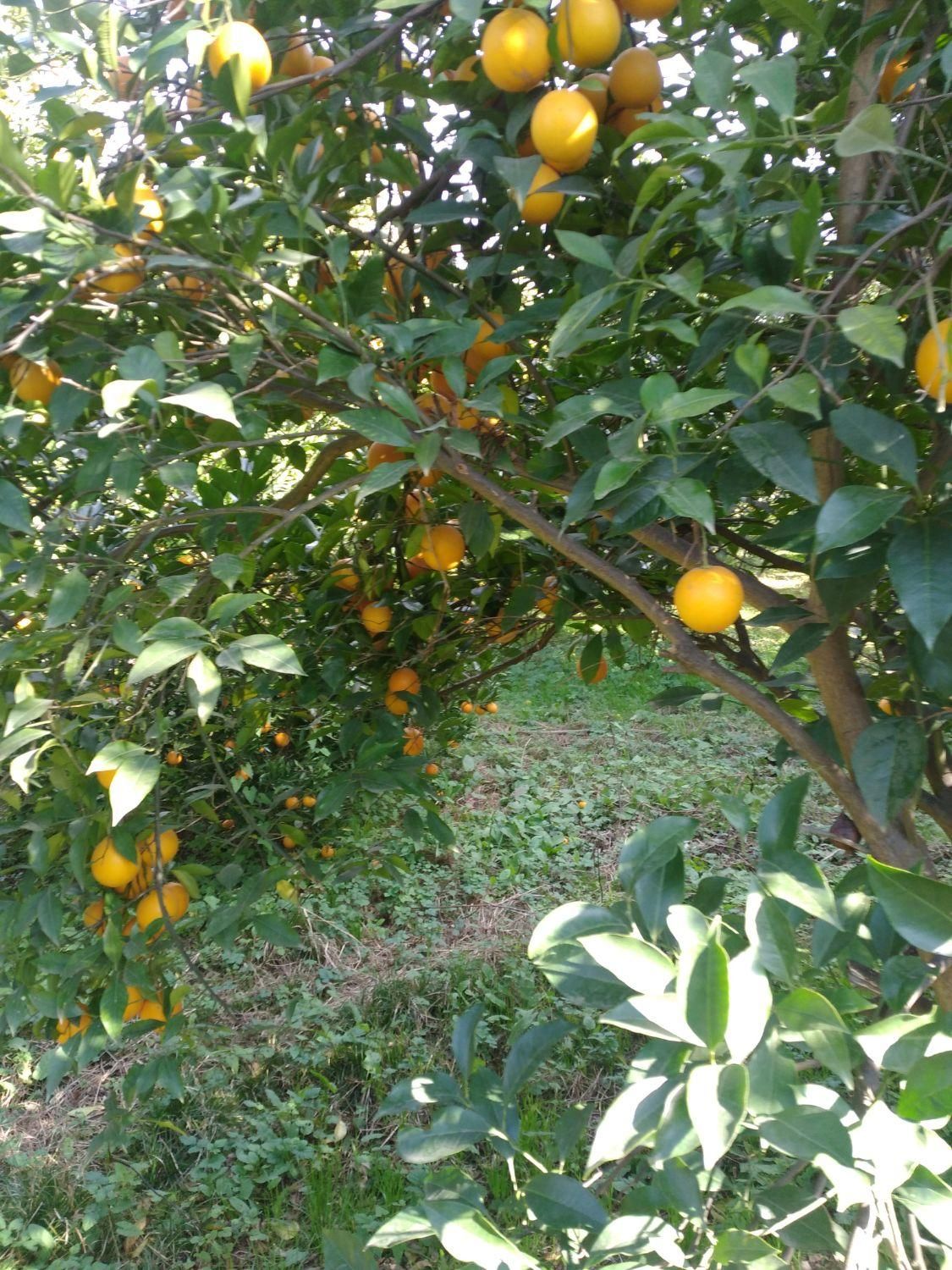 فروش زمین مسکونی ۱۸۰۰ متری در محیطی عالی|فروش زمین و ملک کلنگی|قائم‌شهر, |دیوار