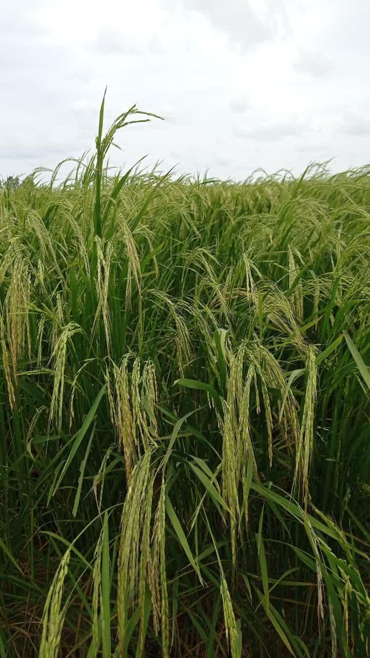 فروش زمین شالیزاری|فروش دفتر صنعتی، کشاورزی، تجاری|ساری, |دیوار