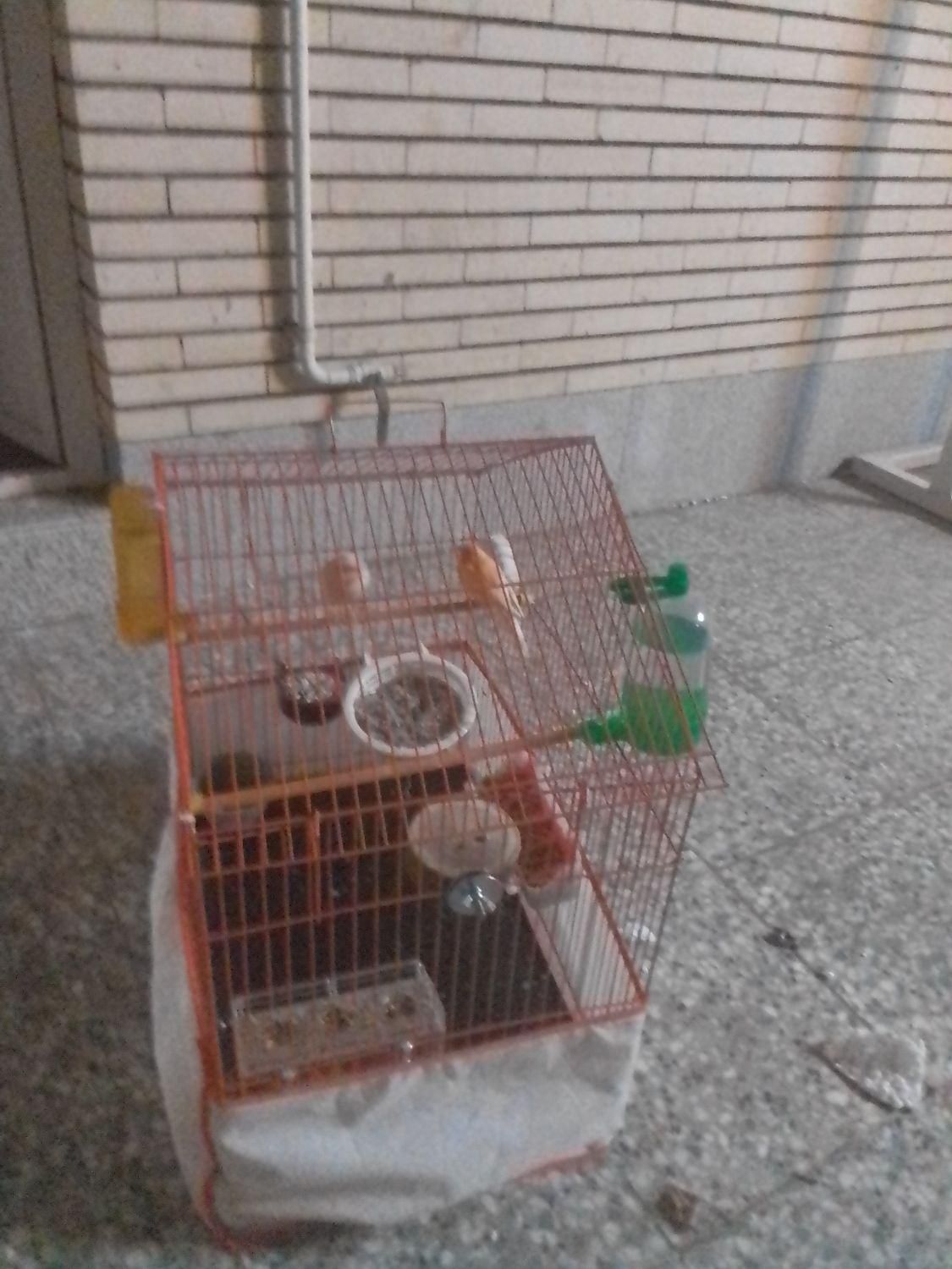 یک جفت قناری جوان|پرنده|رفسنجان, |دیوار