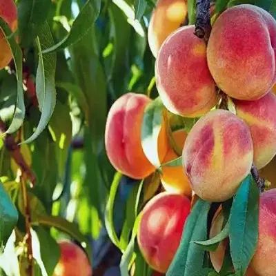 میوه باغ هلو زعفرانی آلو شابلون شلیل شمس|خوردنی و آشامیدنی|کرج, حصارک بالا|دیوار