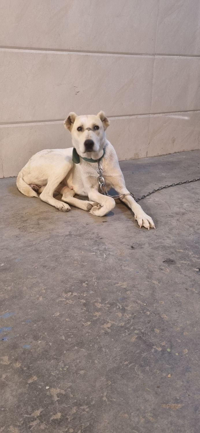 ماده خراسانی|سگ|مشهد, امیریه|دیوار