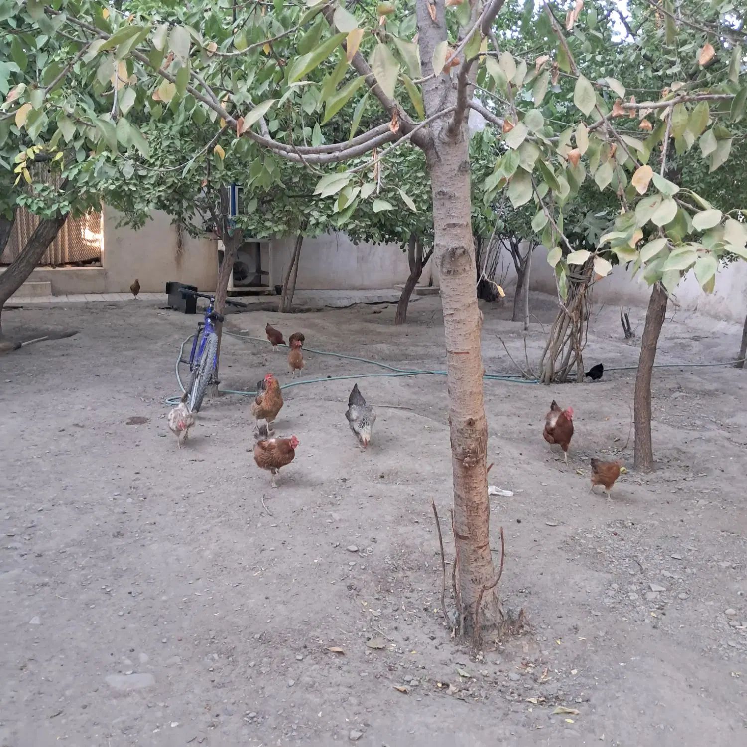 مرغ|پرنده|مشهد, اسماعیل آباد|دیوار