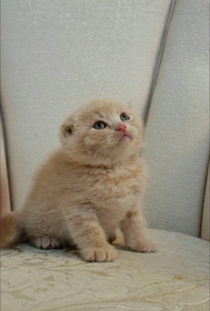 شهر گربه های خانگی سیلور و بلو و گلد|گربه|محمدشهر, شهرک پیام (مهرالبرز)|دیوار