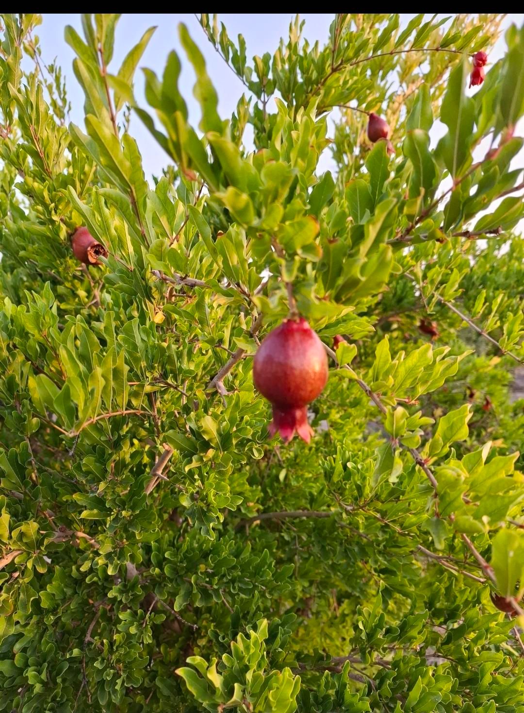 باغ جاده پی وی سی|فروش زمین و ملک کلنگی|اصفهان, قلعه نو|دیوار