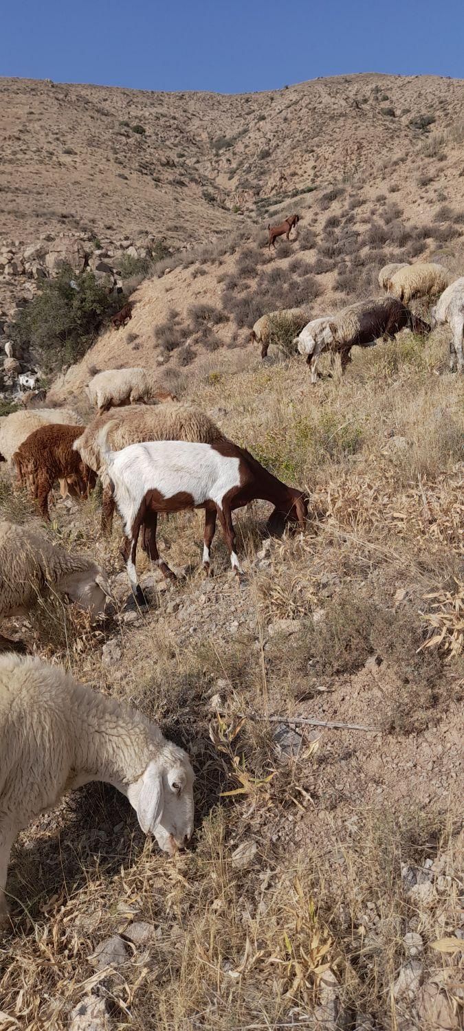بز پاکستانی درجه یک|حیوانات مزرعه|شیروان (خراسان), |دیوار