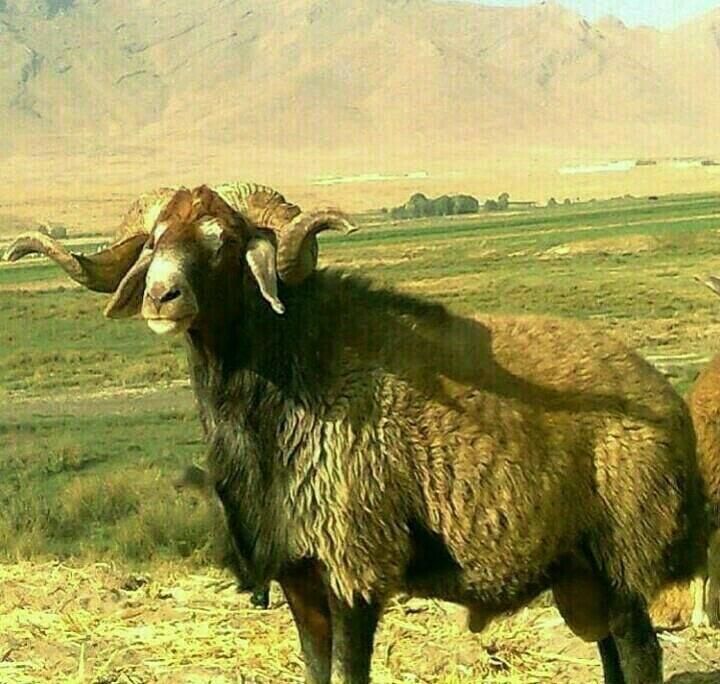 گوسفند زنده با قصاب|حیوانات مزرعه|قم, شاه ابراهیم|دیوار