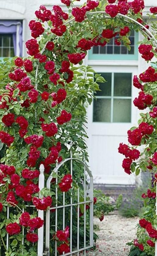 انجام کلیه خدمات باغبانی وسم پاشی|خدمات باغبانی و درختکاری|مشهد, کوشش|دیوار