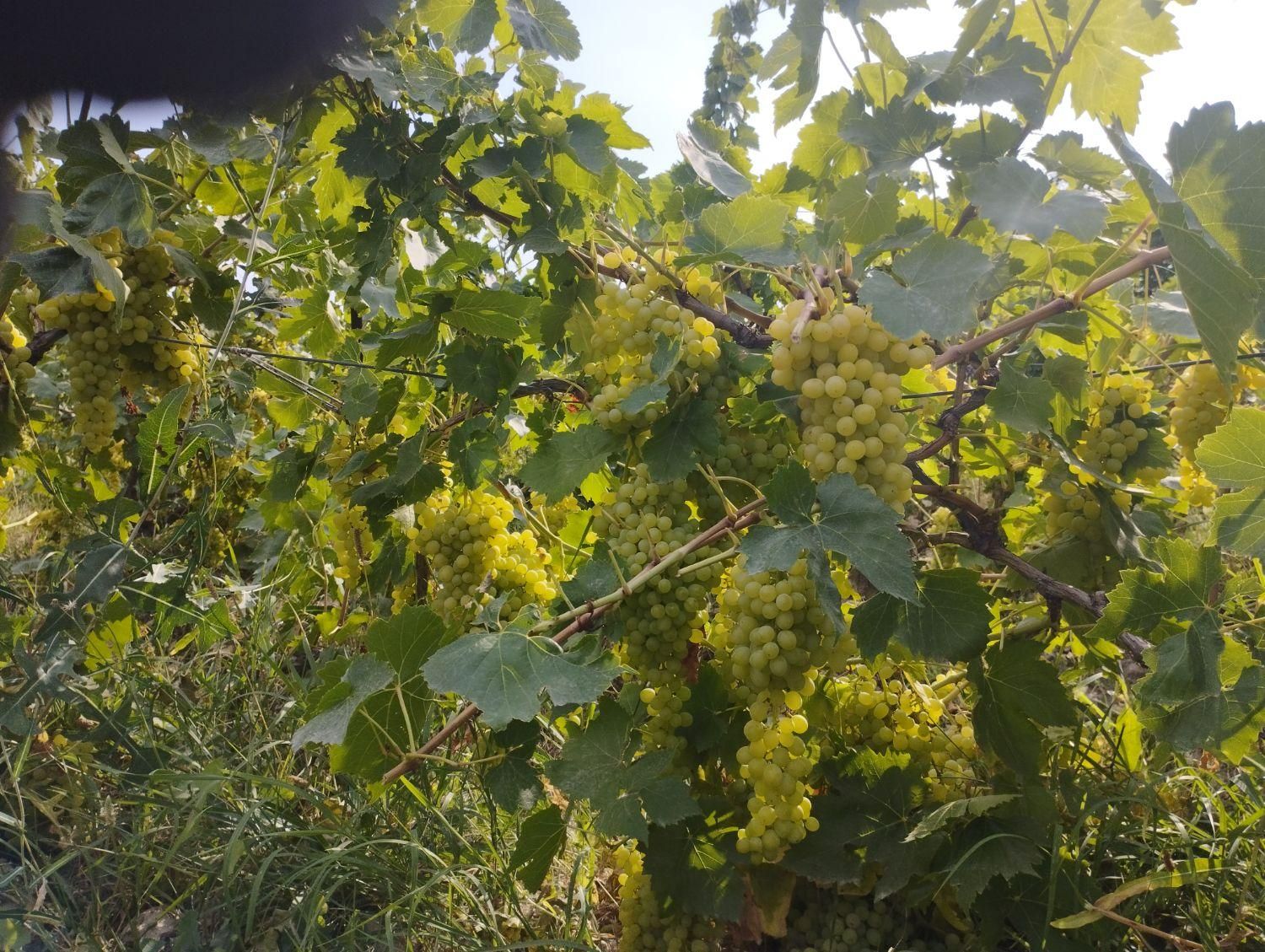 باغ انگور 10000متر|فروش دفتر صنعتی، کشاورزی، تجاری|اردبیل, |دیوار