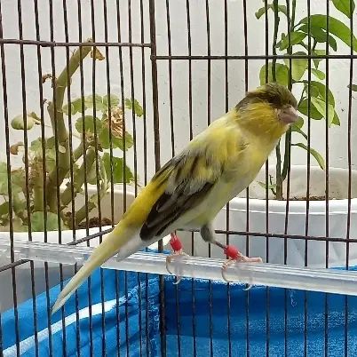 قناری نر ابلغ کشیده قرص رخ تو رخ بخون بشرط|پرنده|گلستان (تهران), |دیوار