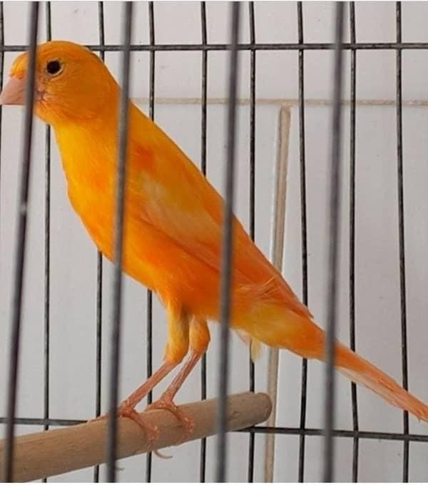 قناری رسمی بلند موزاییکی سرخ رد فاکتور|پرنده|تهران, بهارستان|دیوار