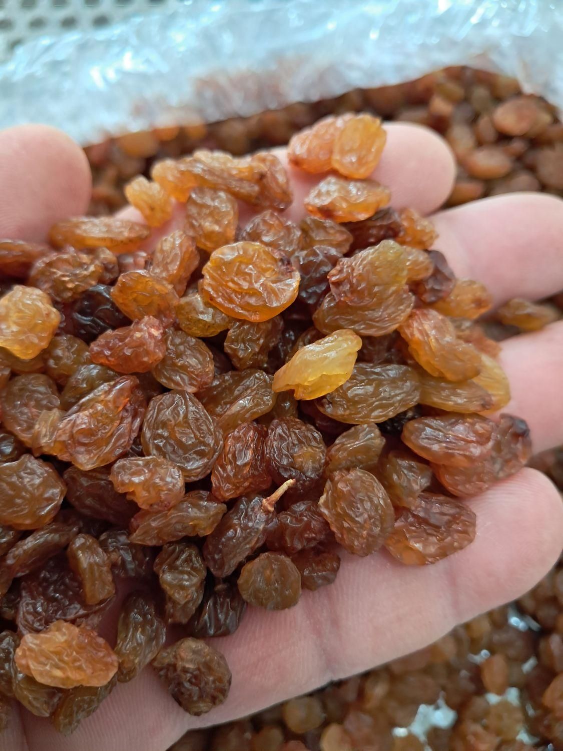 کشمش افتابی  طاهریان عبادی ۹۳   کنار|خوردنی و آشامیدنی|مشهد, عبادی|دیوار