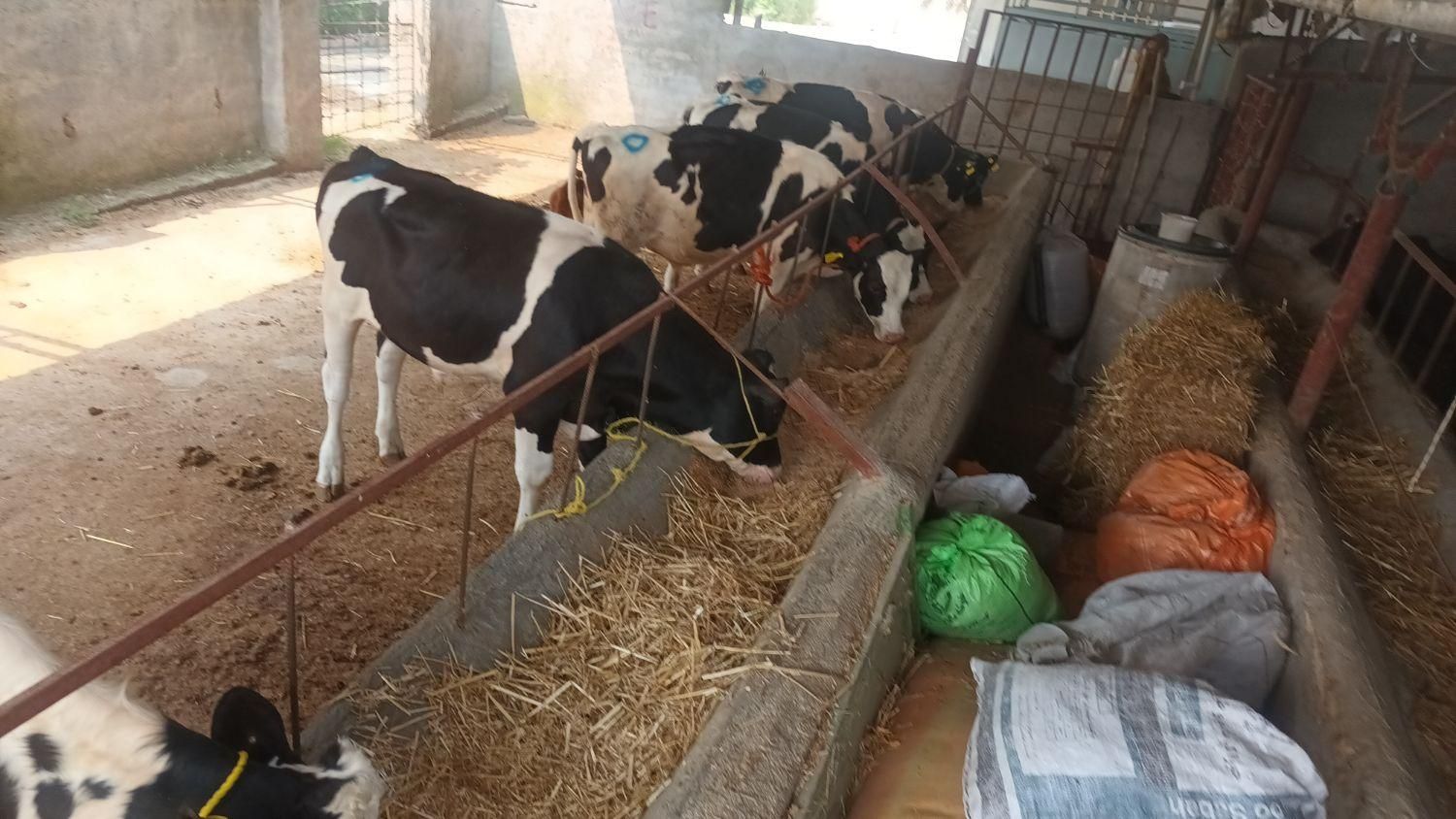 فروش گوساله جنس|حیوانات مزرعه|بندر ترکمن, |دیوار