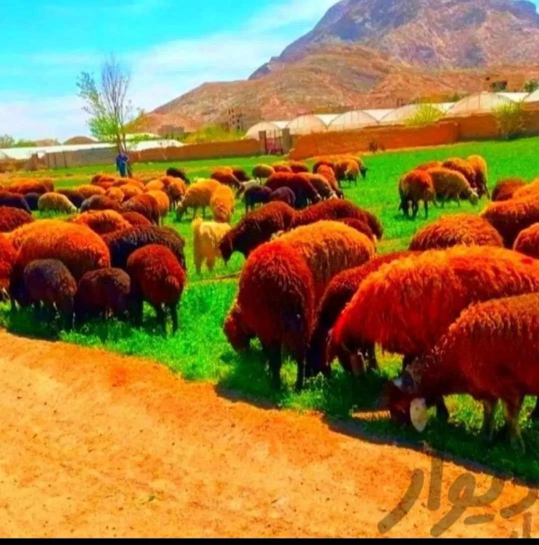 عقیقه و قربانی/معتبر ترین کشتار گوسفند زنده|حیوانات مزرعه|مشهد, نوید|دیوار