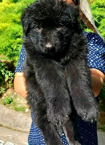 سگ black ژرمن|سگ|تهران, تجریش|دیوار