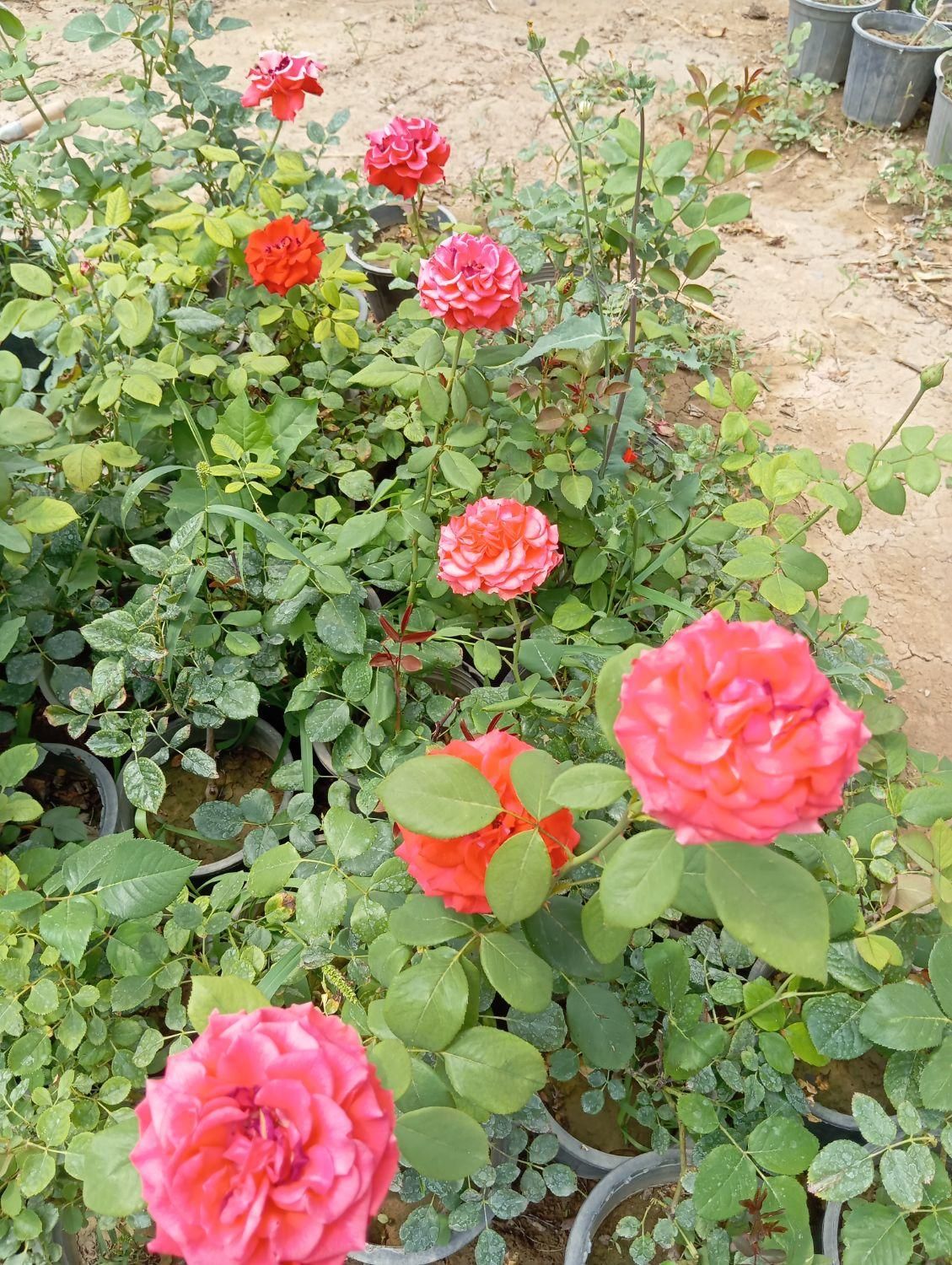 گل رز هلندی ساناز نسترن یاس محمدی شمشاد به لیمو|گل و گیاه طبیعی|ورامین, ورامین|دیوار