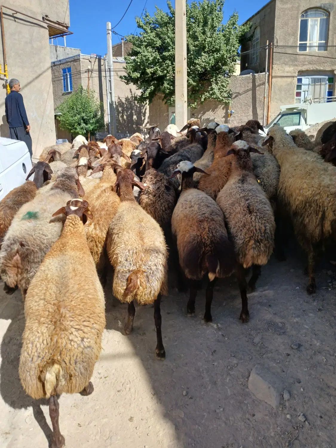 تعداد ۳۸راس گوسفند آبستن سنگین جوان شیره دار|حیوانات مزرعه|کرمانشاه, |دیوار