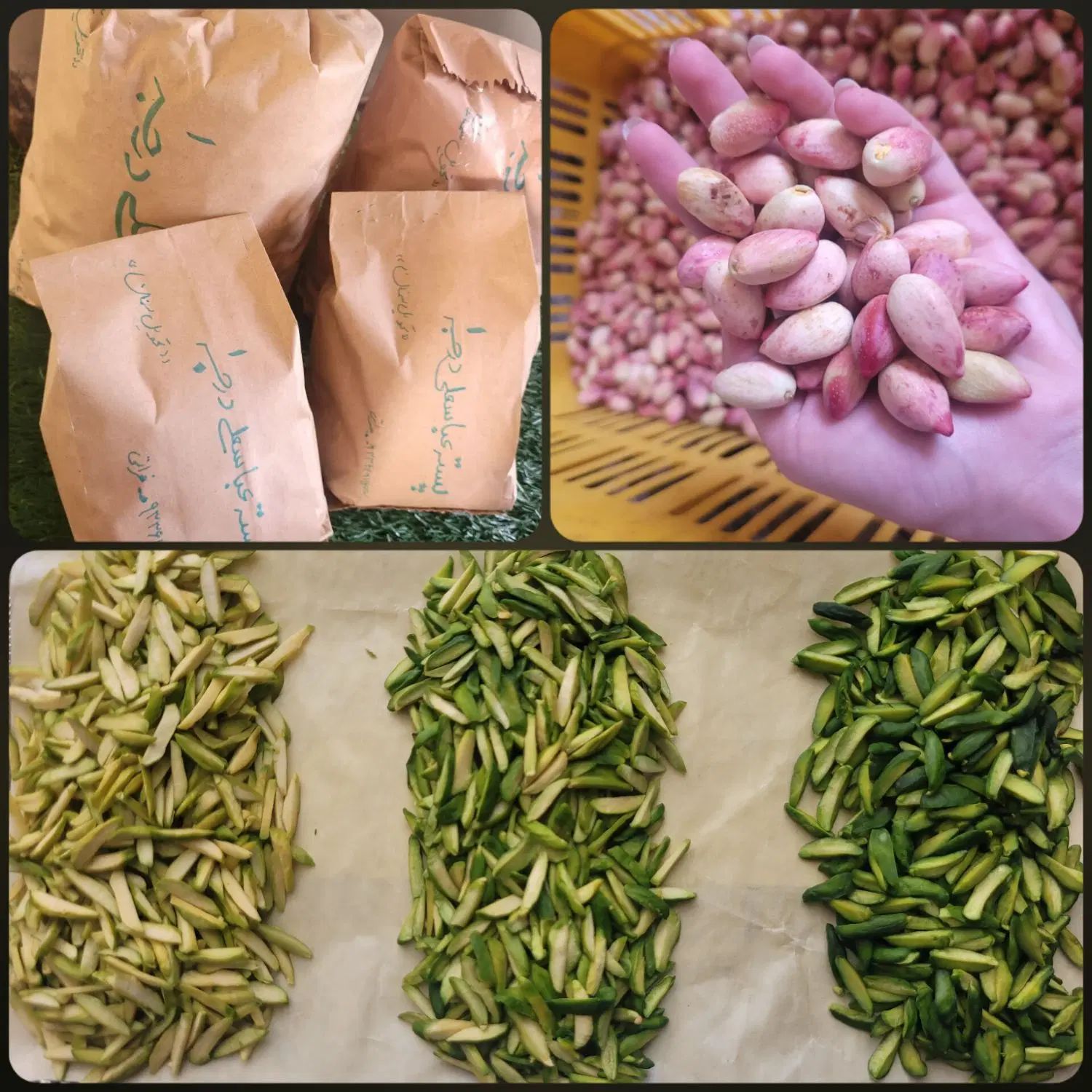 پسته اکبری درجه یک تازه ،مستقیم از باغدار خرید کن|خوردنی و آشامیدنی|دامغان, |دیوار