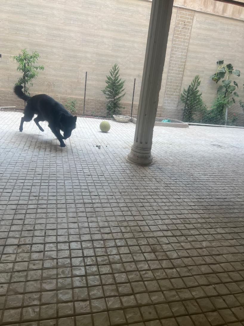 سگ ژرمن بلک نر|سگ|مشهد, هنرستان|دیوار