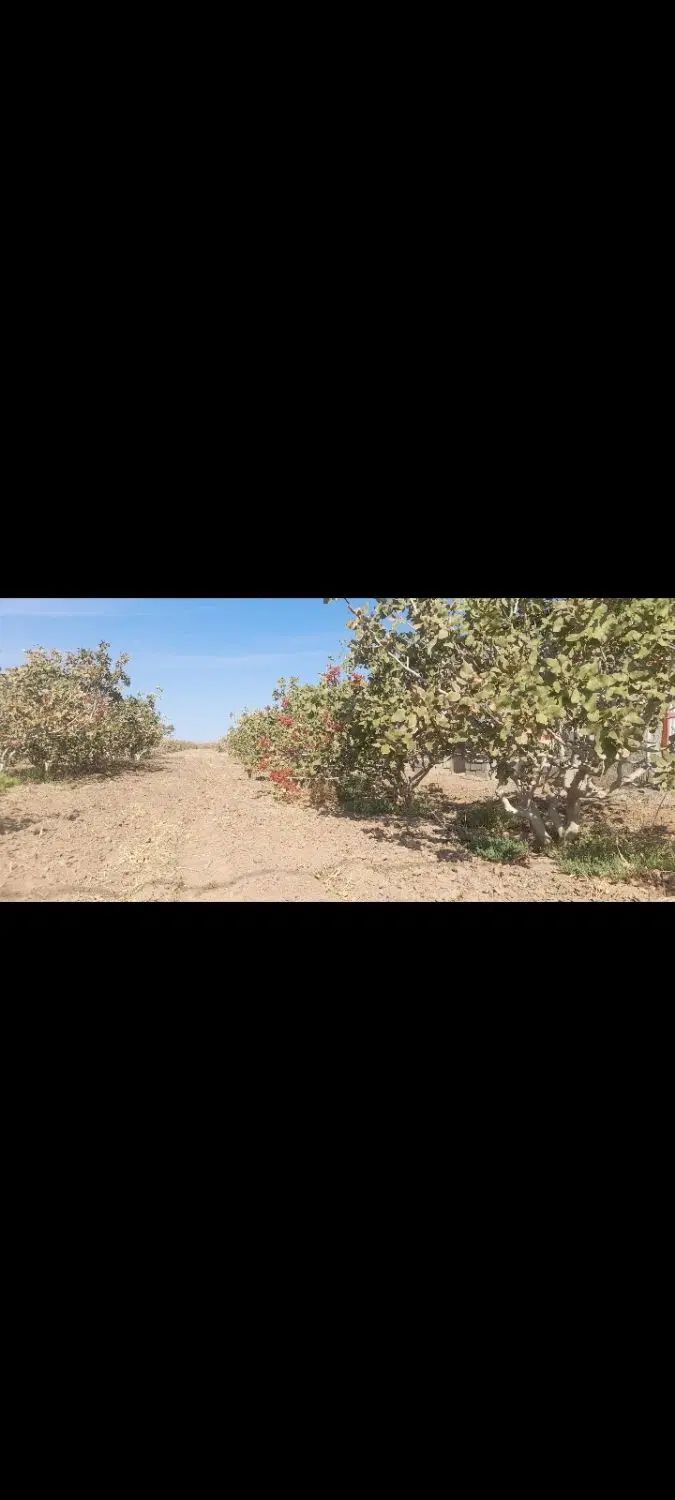 زمین پسته ای،جهت استعلام قیمت پیام بگذارید|فروش دفتر صنعتی، کشاورزی، تجاری|بافق, |دیوار