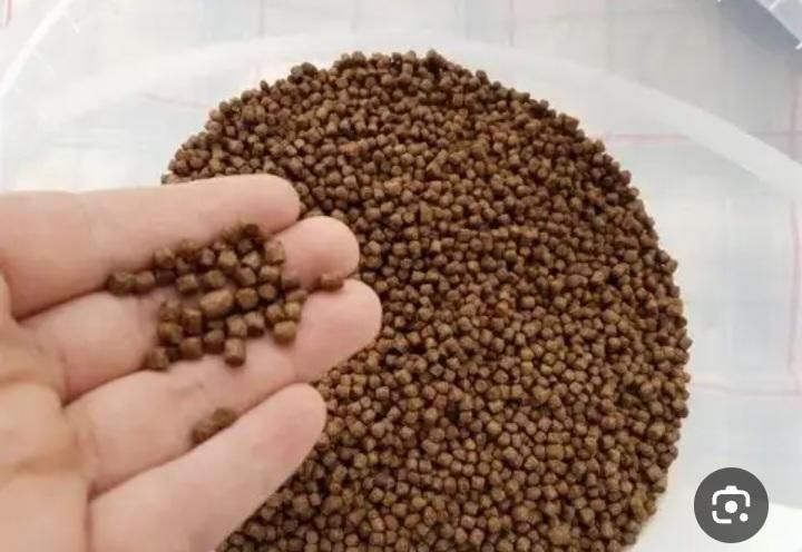 غذا ماهی کپور .آمور|ماهی|اراک, |دیوار