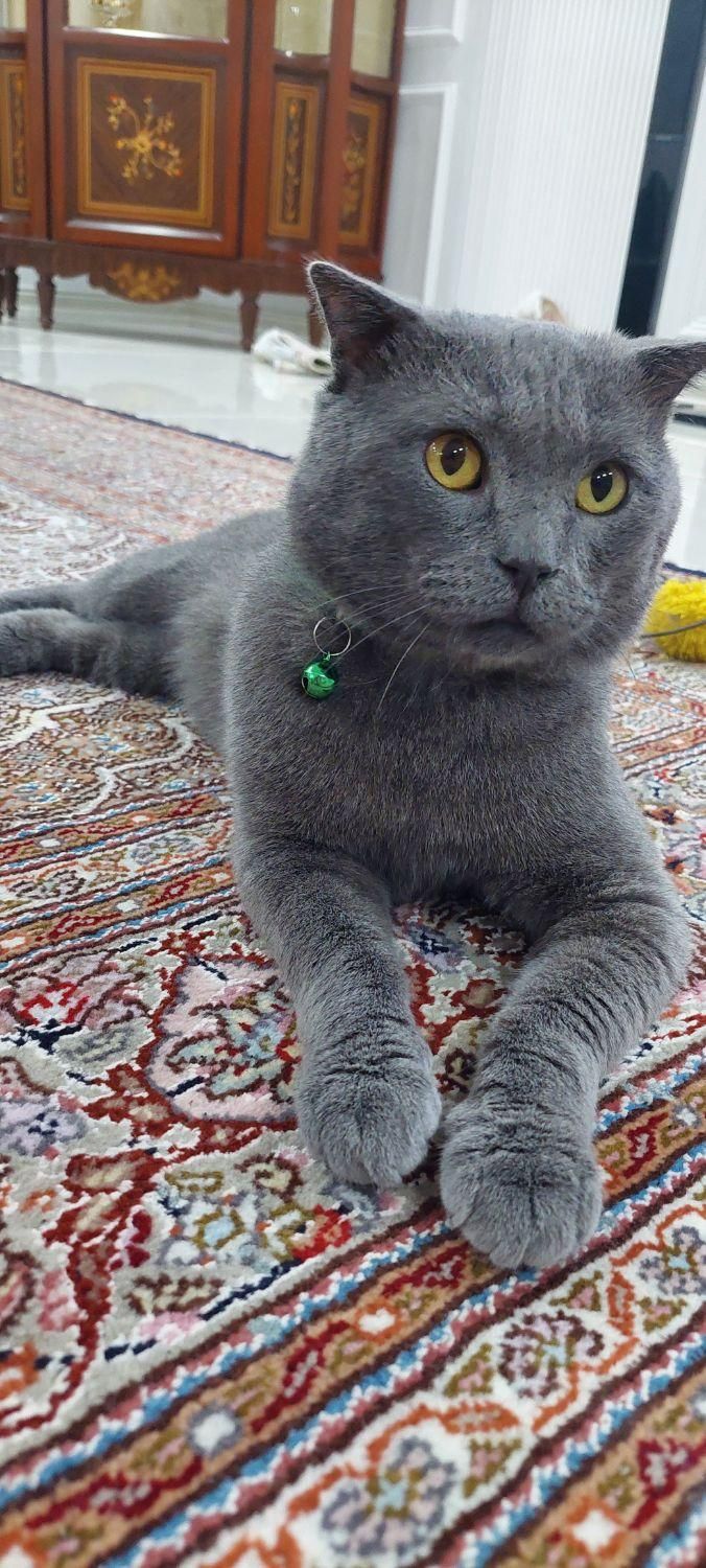 گمشده . گربه اسکاتیش نر طوسی رنگ|گربه|اردبیل, |دیوار