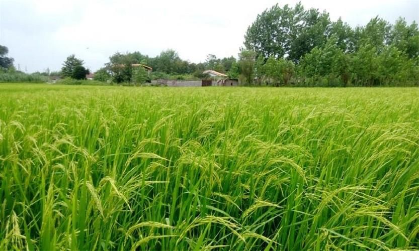 سینی نشاء مدلPS 512 باکس برنج قالب شالی تولید فروش|عمده‌فروشی|گرگان, |دیوار