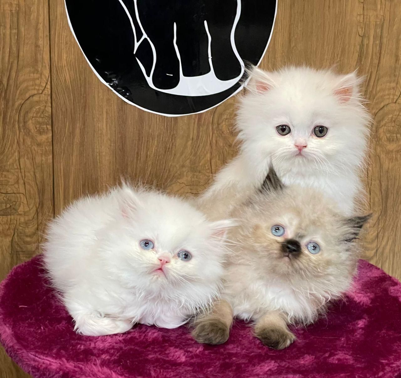 بچه گربه های دلربا ایران کتز|گربه|رشت, گلباغ نماز|دیوار