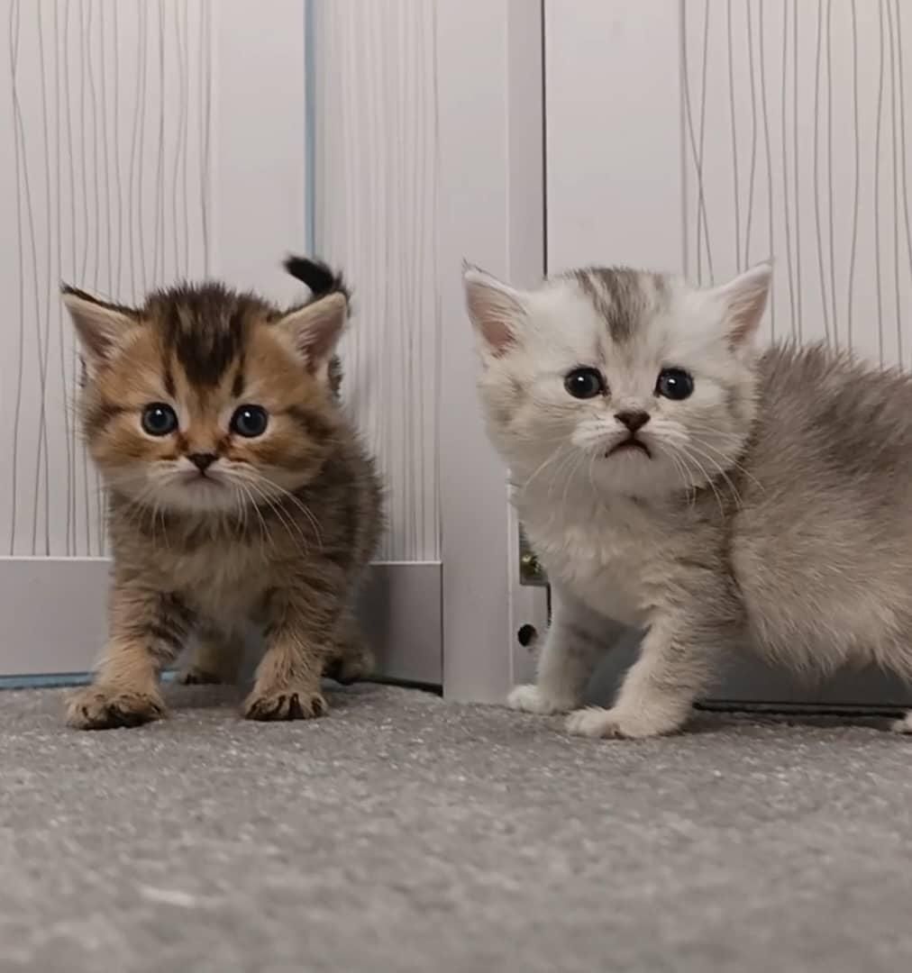 گربه اصیل و بغلی خونگی|گربه|کرمانشاه, |دیوار