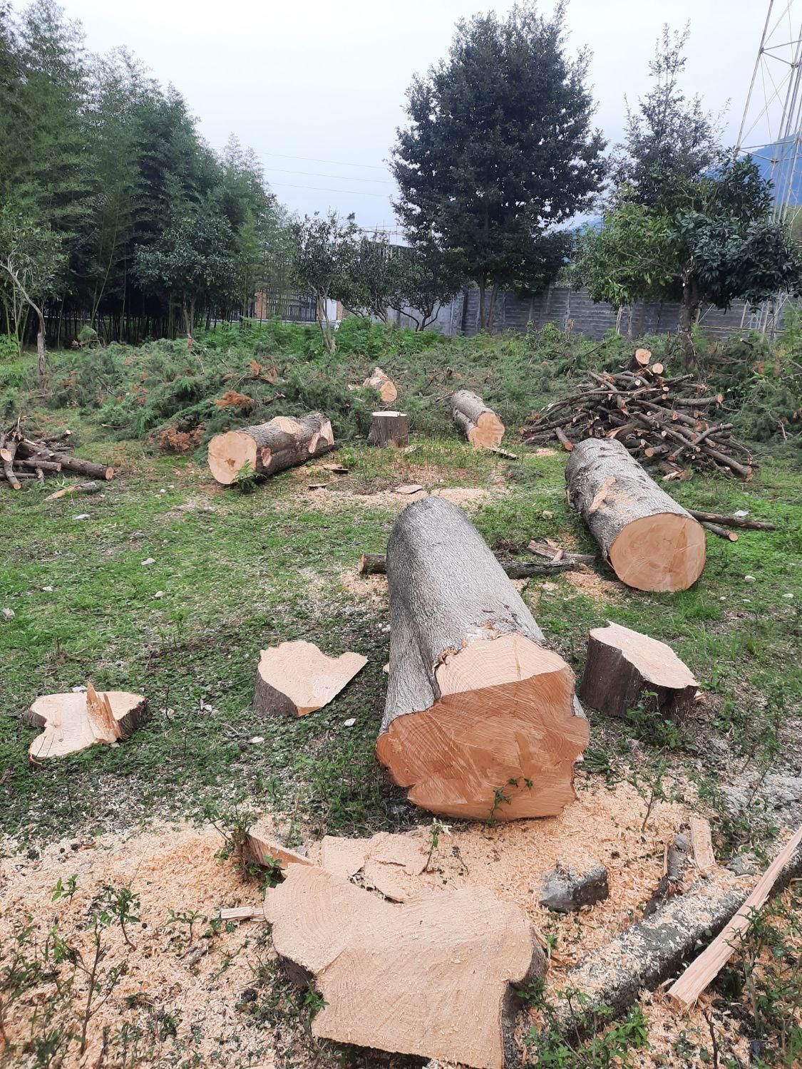 قطع درخت و خرید چوب آلات باغی|خدمات باغبانی و درختکاری|نوشهر, |دیوار