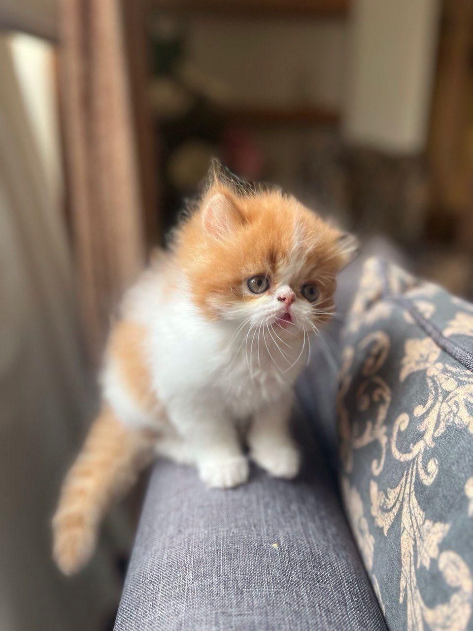 گربه های اشرافی iran cats|گربه|شیراز, ابیوردی|دیوار