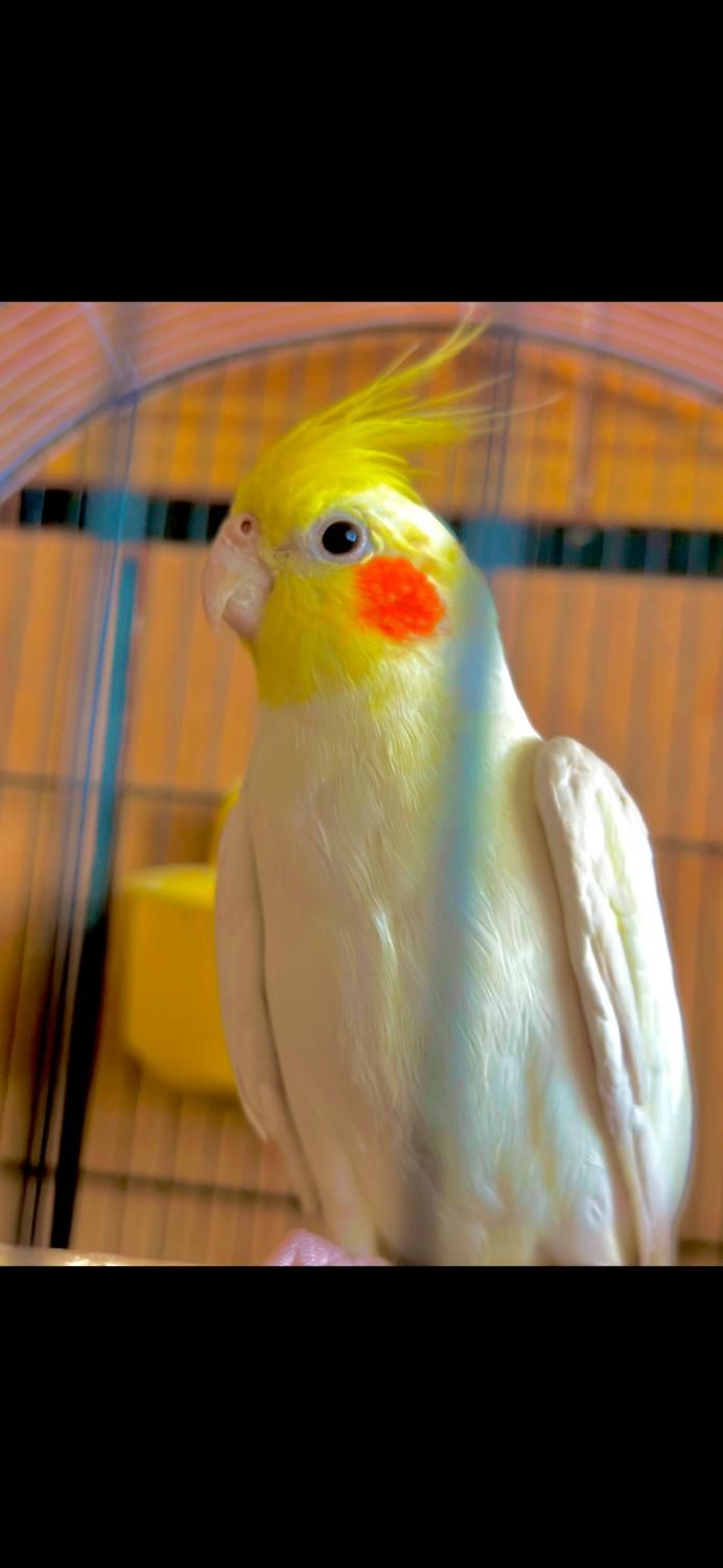 عروس هلندی لوتینو|پرنده|شوش, |دیوار