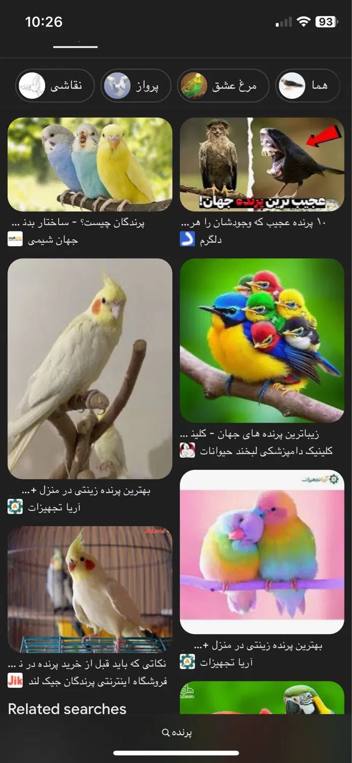 پرنده پیدا شده|حیوانات|تهران, ایرانشهر|دیوار