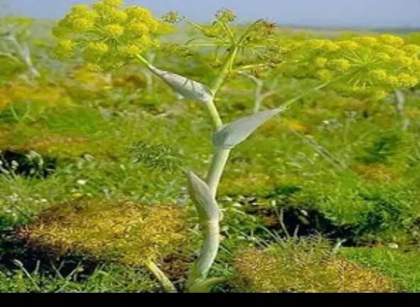 عسل وحشی چهارمحال|عمده‌فروشی|تهران, فلسطین (میدان انقلاب)|دیوار