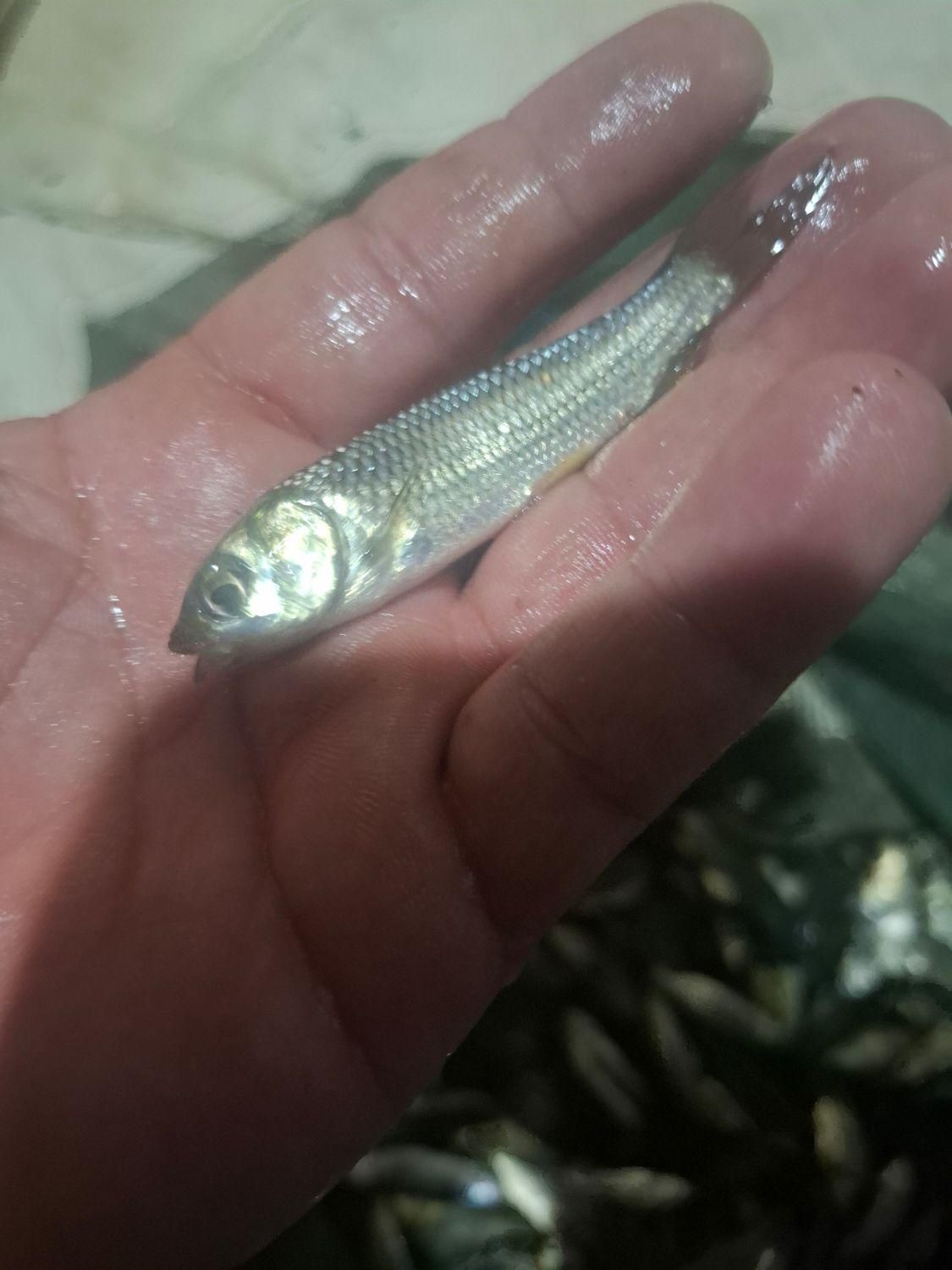 بچه ماهیان گرم ابی|ماهی|کرمان, |دیوار