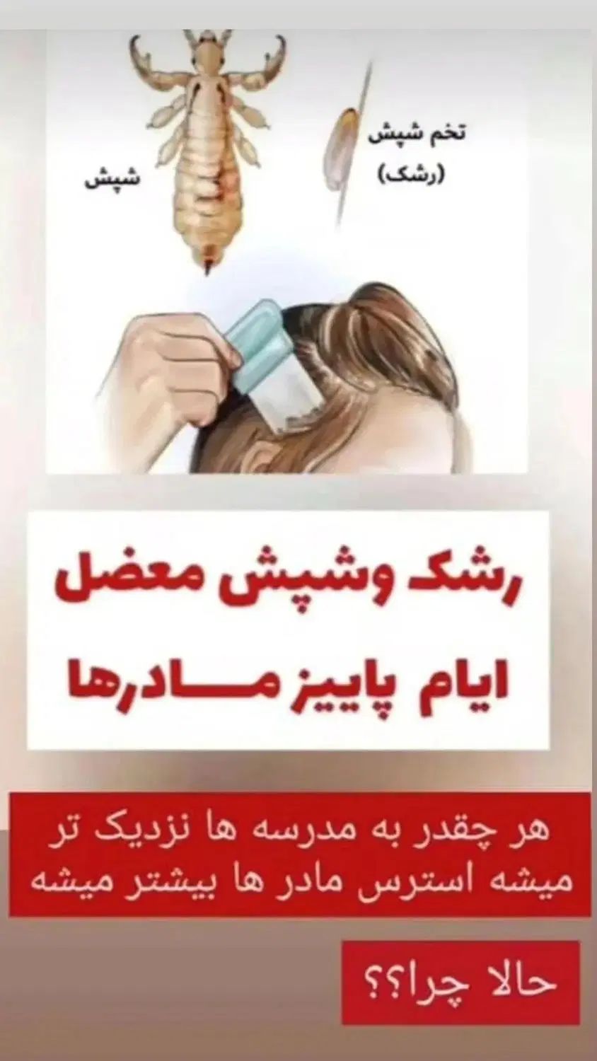 درمان قطعی شپش فقط با یکبار استفاده با پودرشپش|آرایشی، بهداشتی، درمانی|آستارا, |دیوار