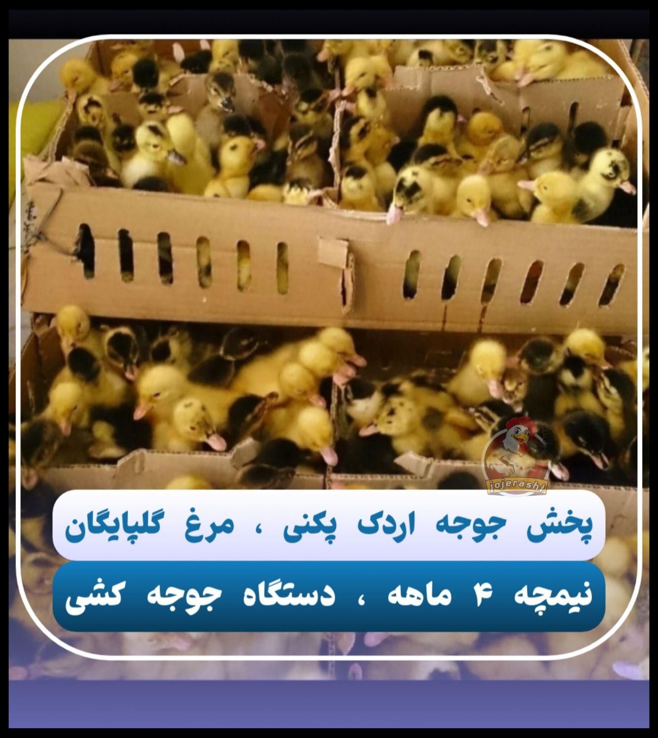 نماینده ورامین در گیلان جوجه گلپایگان،اردک پکنی|حیوانات مزرعه|رشت, گلباغ نماز|دیوار