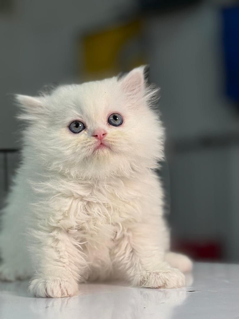 دنیای گربه های خاص آپارتمانی(پرشین بریتیش اسکاتیش)|گربه|مشهد, سجاد شهر|دیوار