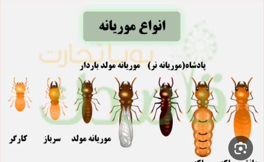 سمپاشی حشرات موذی|خدمات نظافت|اسلام‌شهر, باغ فیض|دیوار