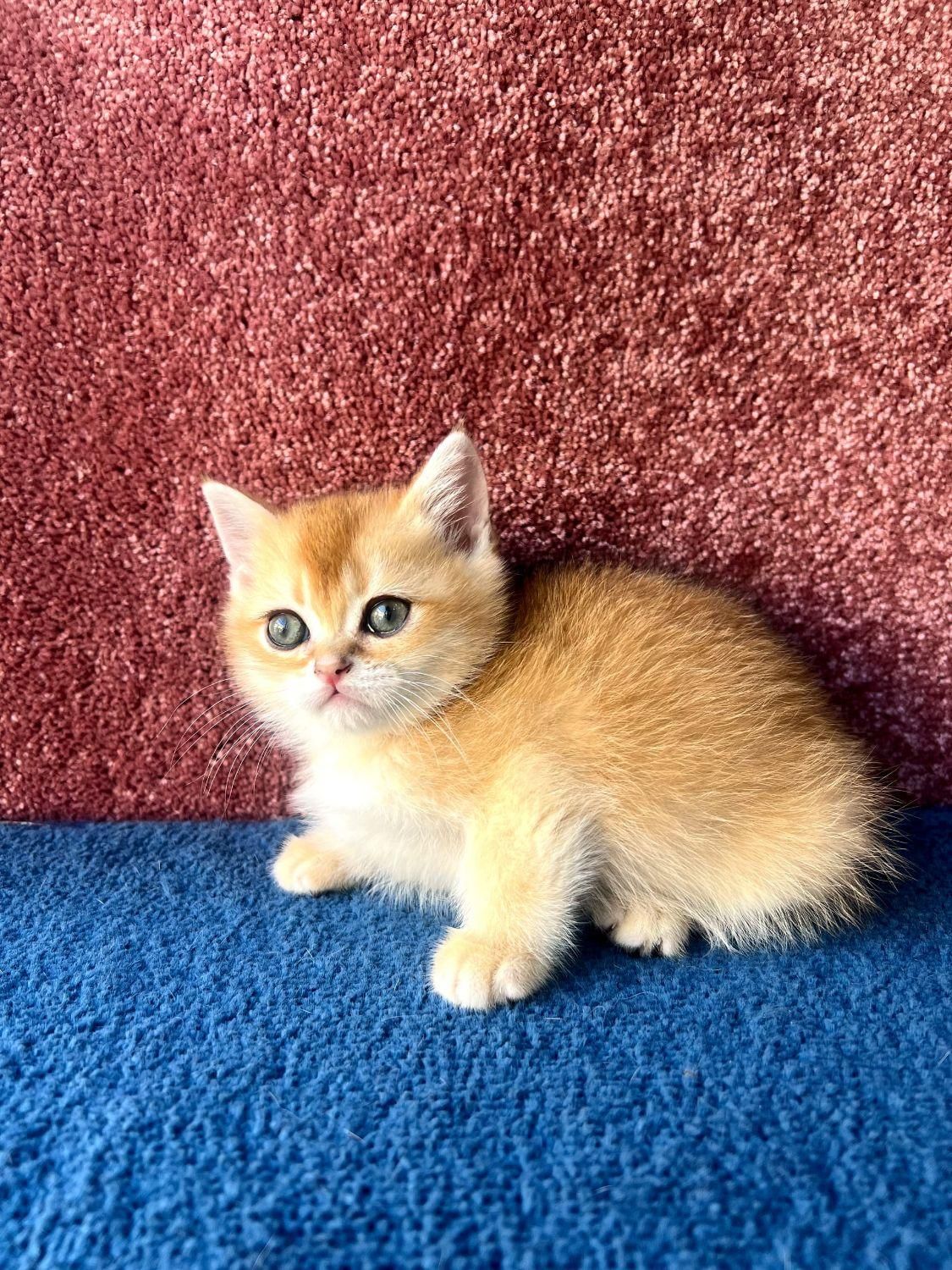 گربه های دلربا و اصیل لوس|گربه|تبریز, |دیوار