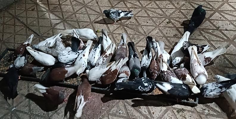 کبوترهای پرشی زینتی در همه رنگ|پرنده|رستمآباد, |دیوار