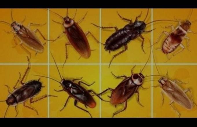 سمپاشی+سم پاش ضمانت کتبی+سوسک ساس موریانه سم قوی|خدمات نظافت|آبادان, |دیوار