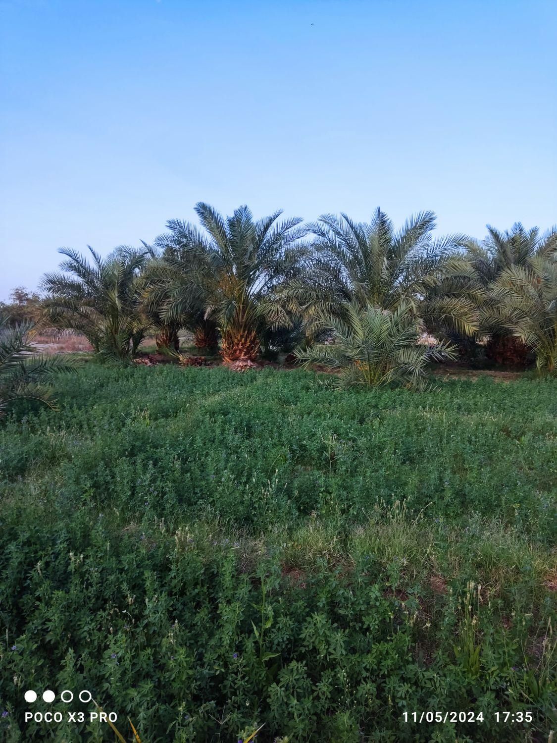 فروش باغ با حدود ۱۰۰ درخت نخل،ریگان|فروش زمین و ملک کلنگی|بم, |دیوار