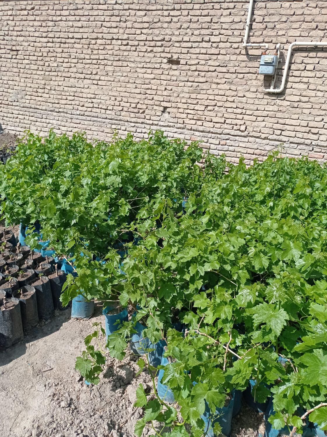 نهال گلدانی|گل و گیاه طبیعی|بناب, |دیوار