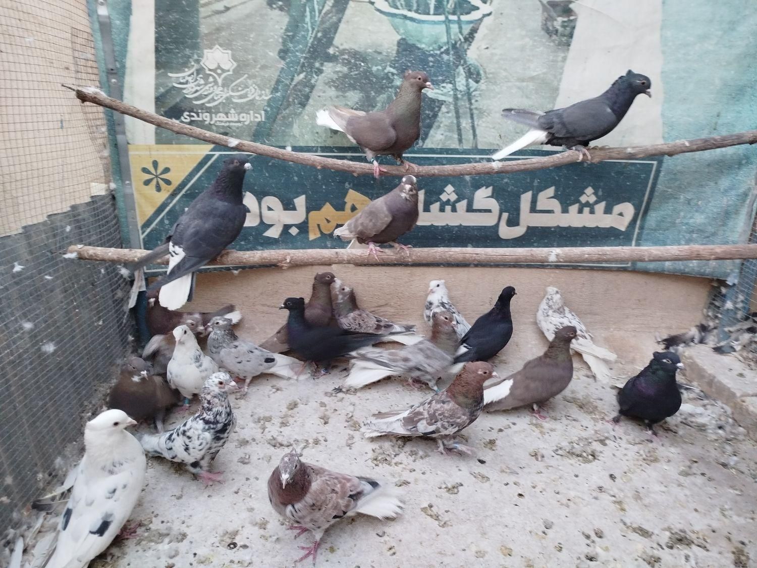 دم‌سفید سرور|پرنده|اصفهان, ارغوانیه|دیوار