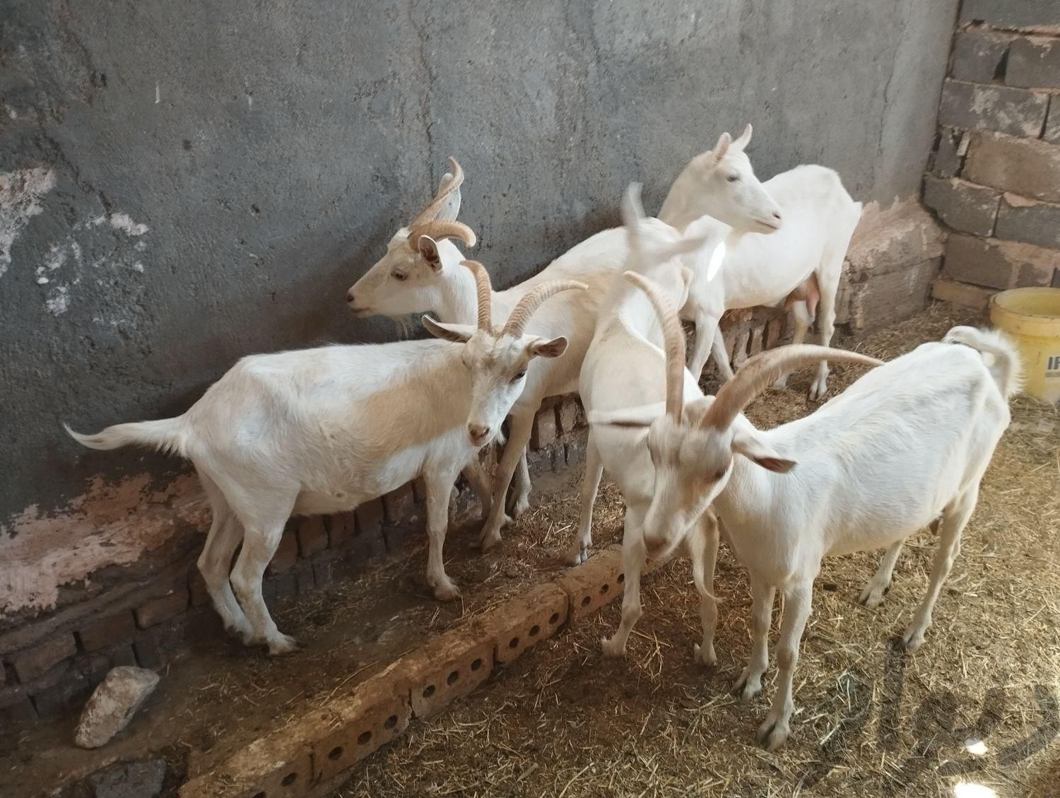 شیر بز|خوردنی و آشامیدنی|مشهد, بهار|دیوار